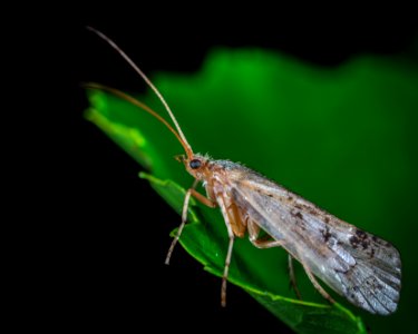 Dobsonfly On Green Leaf In Macro Photography photo