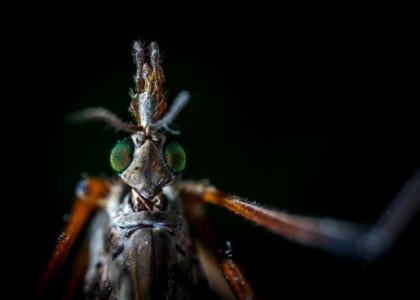 Close-up Photography Of Beetle