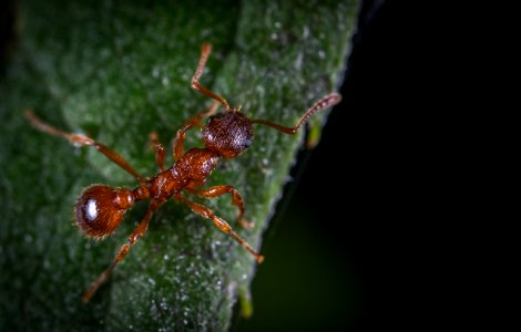 Micro Photography Of Fire Ant