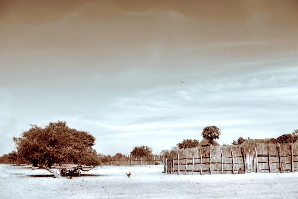 Sepia Photograph Of Trees And Hay
