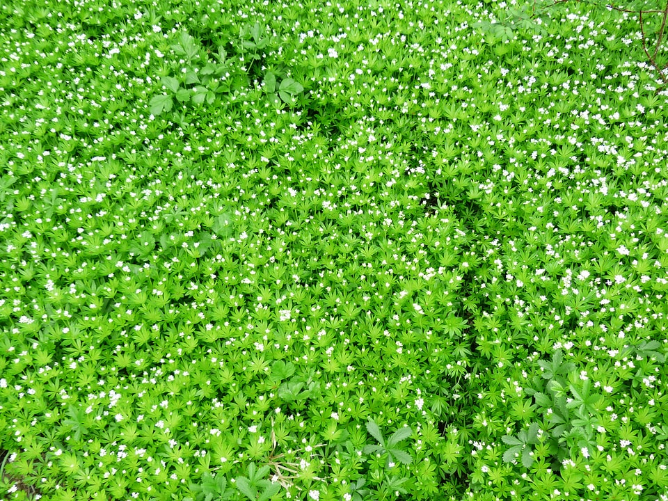 Away blossom bloom