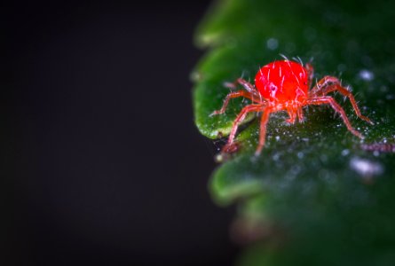 Close-up Photography Of Red Spider Mites photo