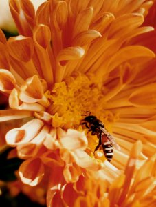 Close-Up Photo Of Honey Bee On Yellow Petaled Flowers photo