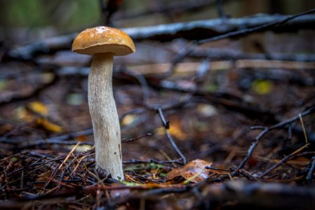 Macro Photo Of Mushroom photo