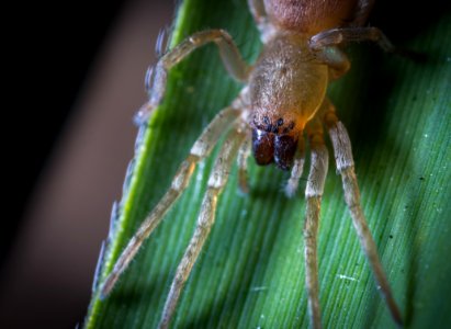 Close-up Photography Of Yellow Spider On Green Leaf photo