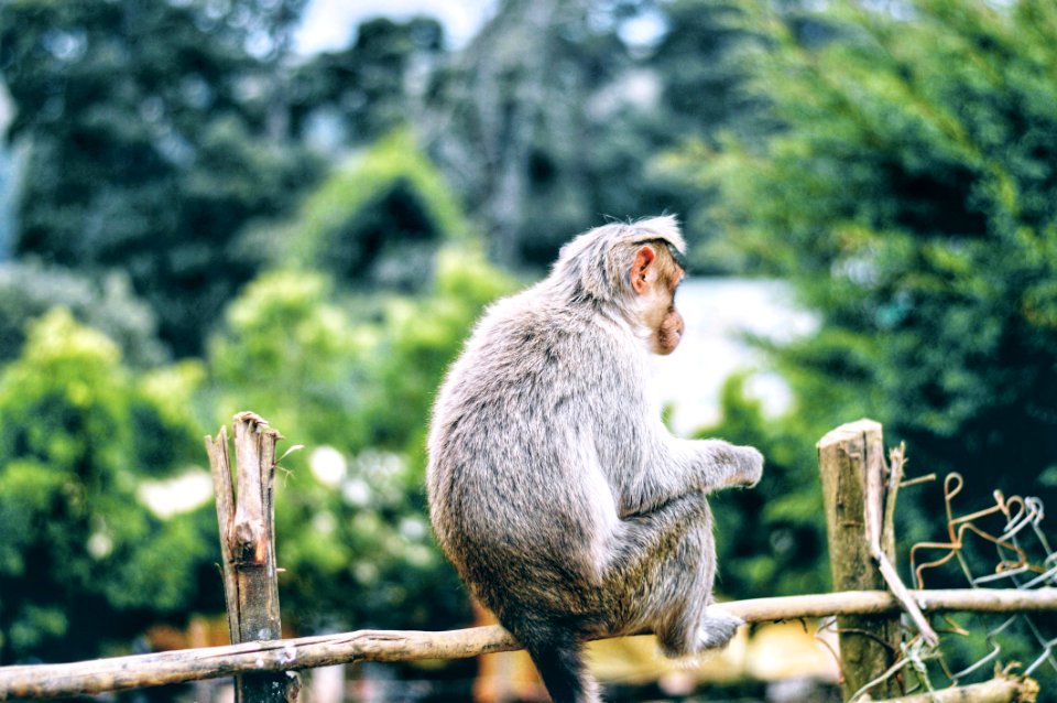 Gray Monkey On Brown Wooden Fence photo