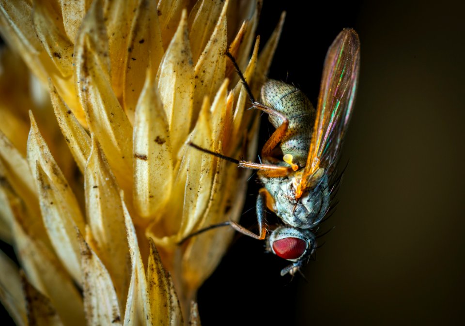 Macro Photography Of Fly