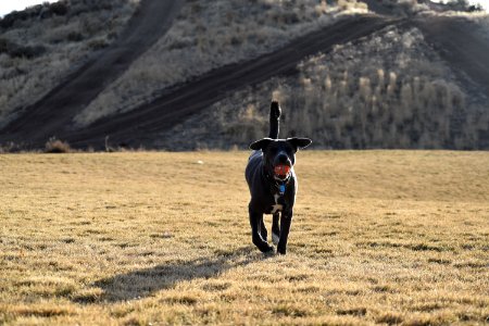 Adult Short-coated Black Dog Walking On Grass At Daytime photo