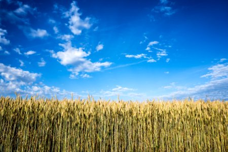 Corn Field At Daytime photo