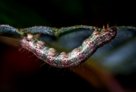 Brown And Green Caterpillar Micro Photography