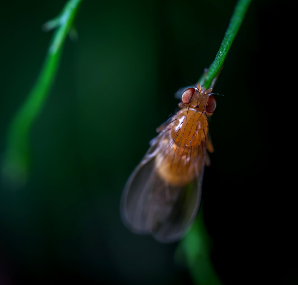 Close-up Photography Of Brown Fly On Leaf Branch