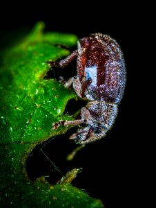 Macro Photo Of Brown June Beetle On Green Leaf photo