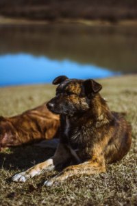 Brindle Dog photo