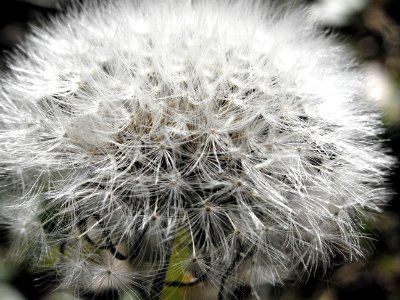 Closeup Photo Of White Dandelion