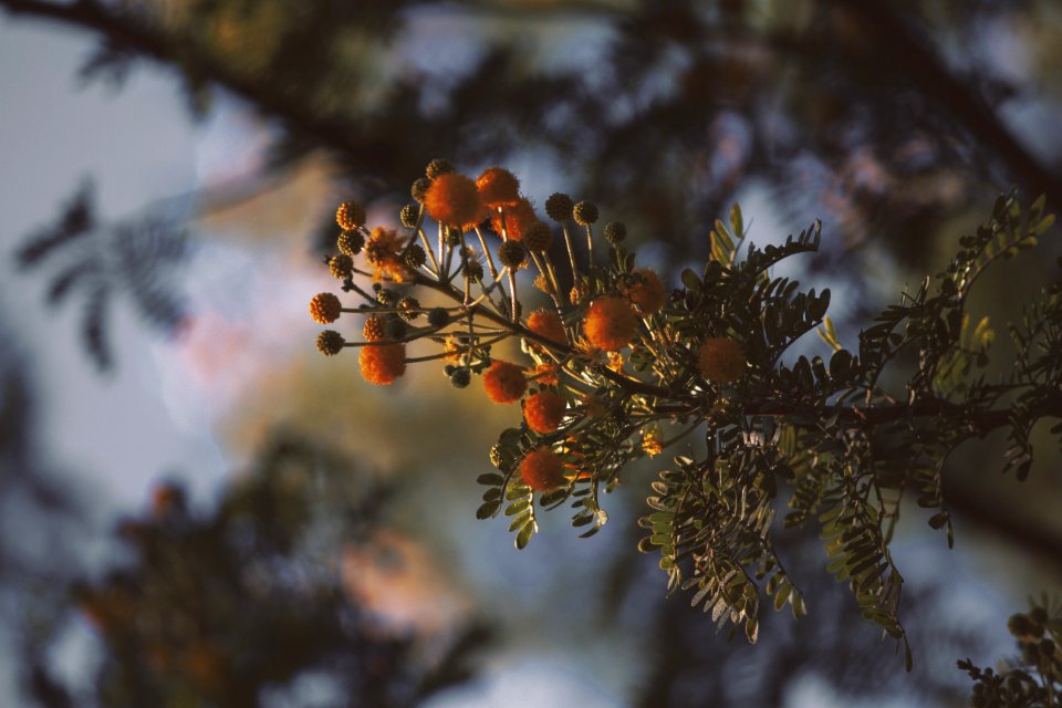 Selective Focus Photography Of Round Orange Plant