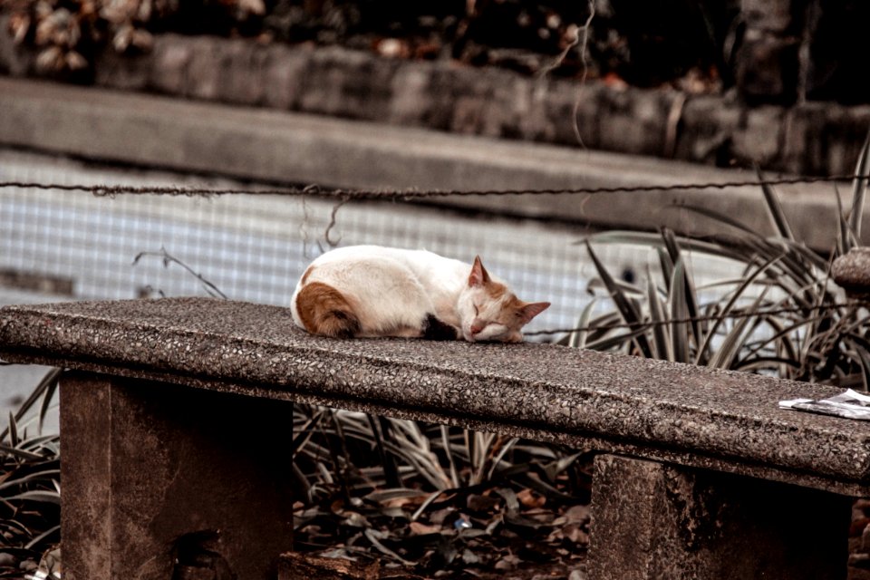 Photo Of A Cat Sleeping On Gray Concrete Bench