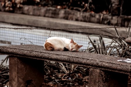 Photo Of A Cat Sleeping On Gray Concrete Bench photo