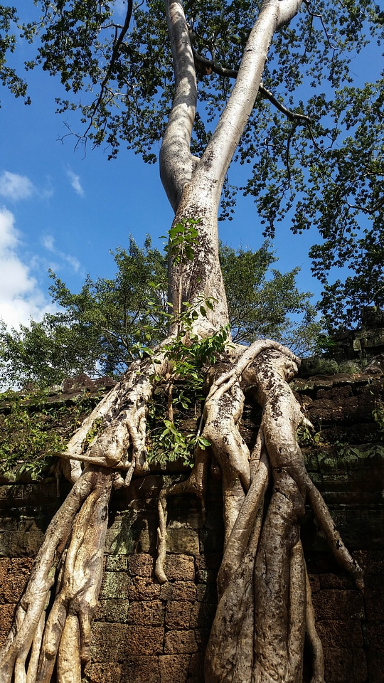 Ta prohm history asia