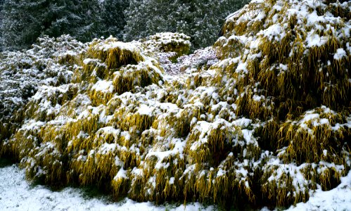 Photo Of Plants Covered With Snow