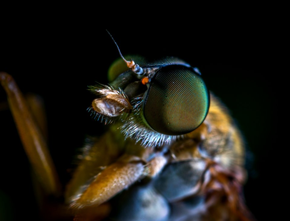 Macro Photo Of A Brown Fly photo