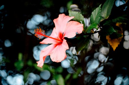 Close-Up Photography Of Hibiscus Flower photo