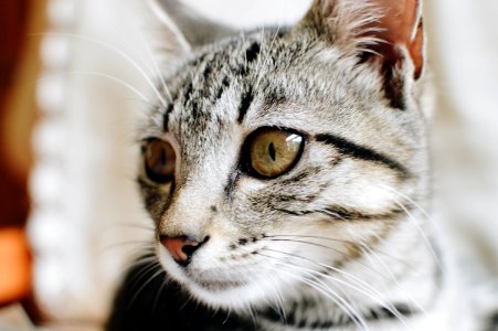 Close-Up Photography Of Tabby Cat photo