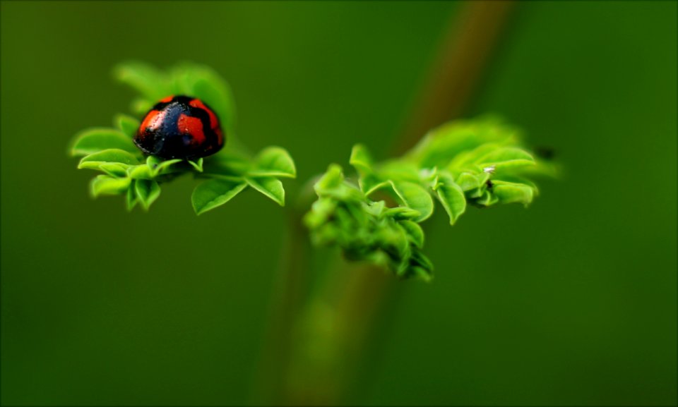 Selective Focus Photography Of Ladybug
