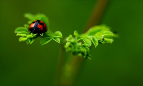 Selective Focus Photography Of Ladybug photo