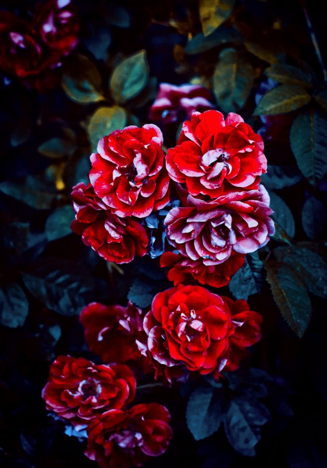Red Flower Close-up Photo