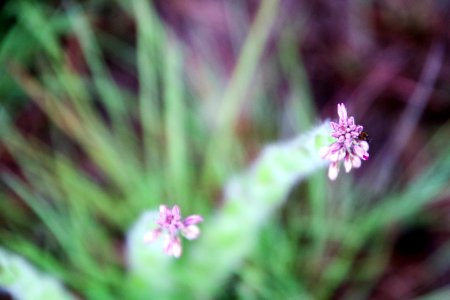 Selective Focus Photography Of Flower Buds