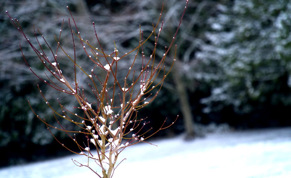 Shallow Focus Photography Of Tree Covered With Snow