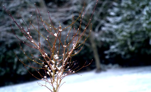 Shallow Focus Photography Of Tree Covered With Snow photo
