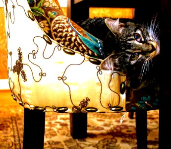Short-coated Gray Tabby Cat On White And Black Floral Swoop Chair