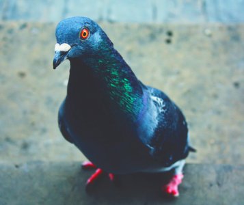 Close-Up Photography Of Pigeon photo