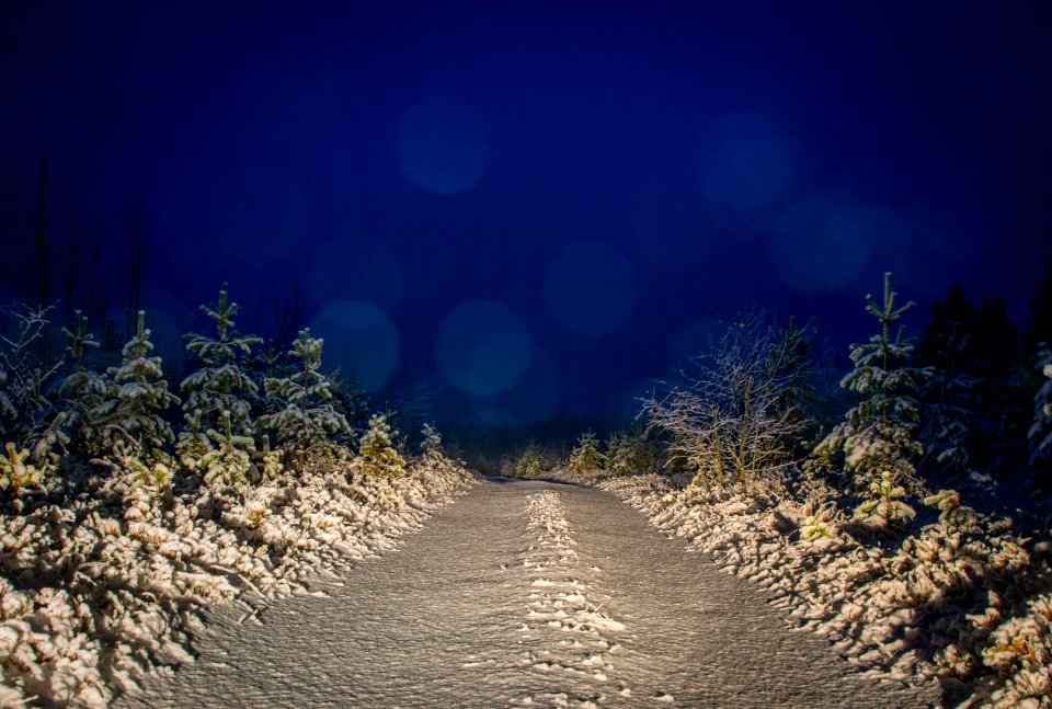 Gray And White Filled Of Snow Trees And Pathwalk