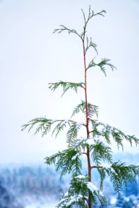 Photo Of Plant Covered With Snow photo