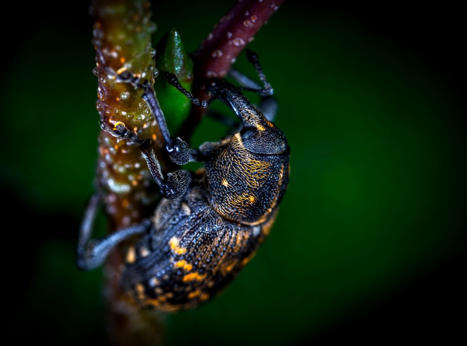 Close Up Photo Of Brown And Black Elephant Weevil On Green Leaf