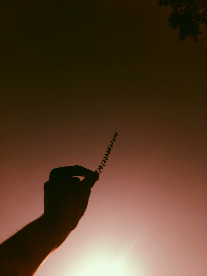 Person Holding Grass Photo Taken During Golden Hour