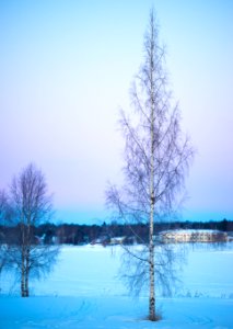 Trees Under Blue Sky photo