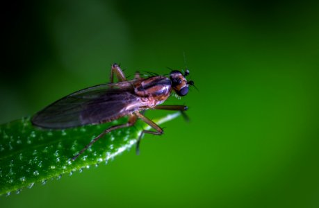 Macro Photo Of A Brown And Black Fly On Green Leaf