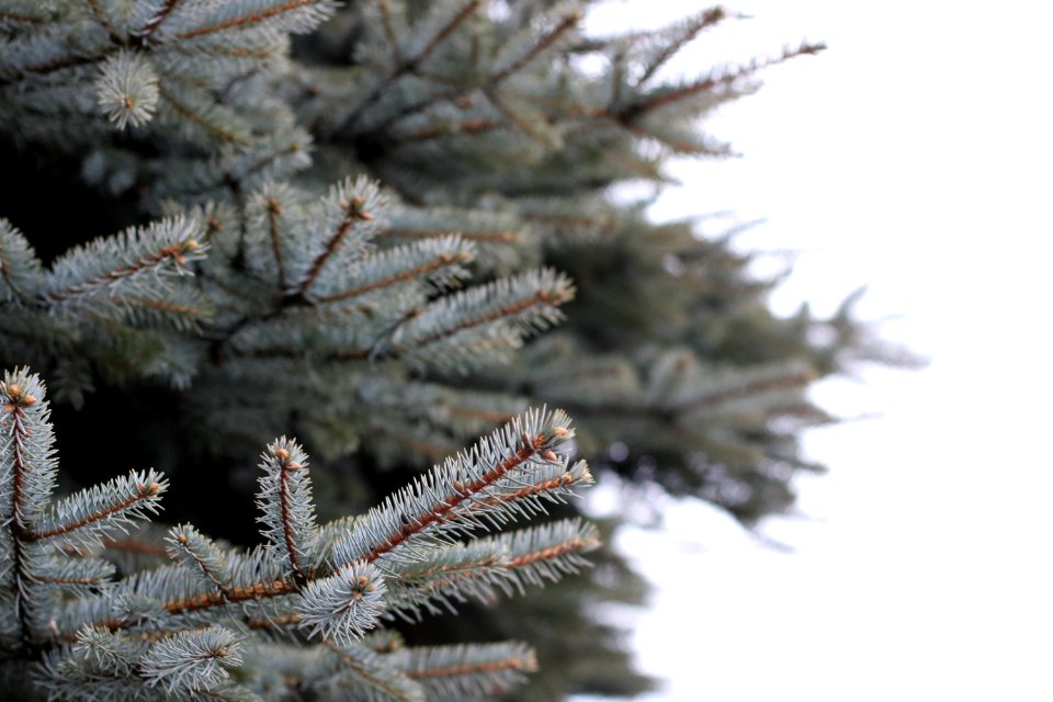 White And Brown Pine Tree Selected Focus