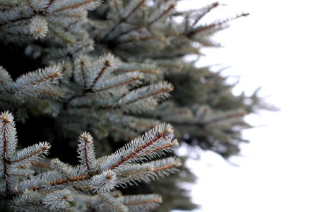 White And Brown Pine Tree Selected Focus photo