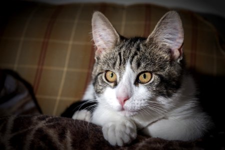 Short-coated Gray And White Tabby Kitten photo