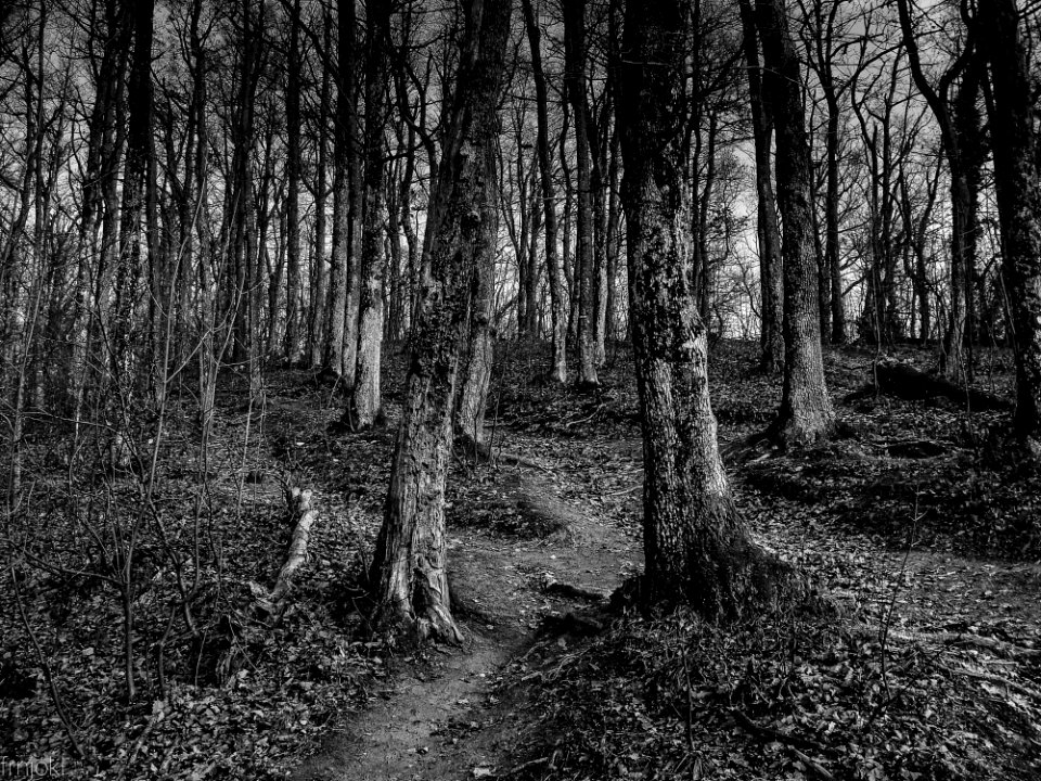 Grayscale Photo Of Trees