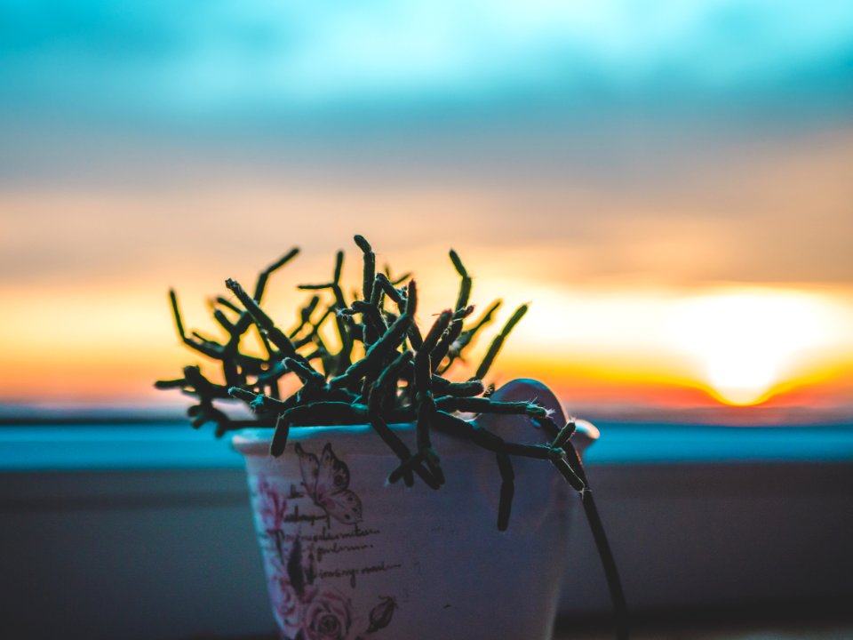 Green Plant In White Plant Photography