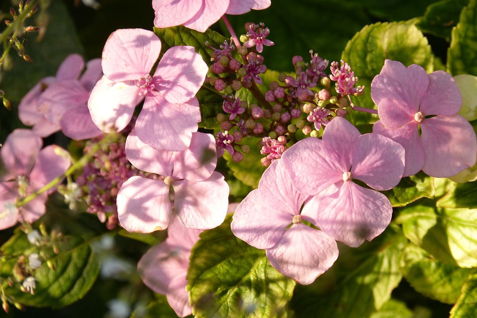 Bloom plant flower