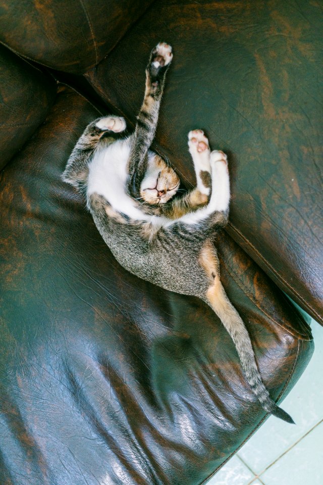 Brown Tabby Cat Lying On Sofa