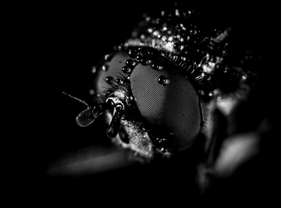 Macro Photography Of Fly
