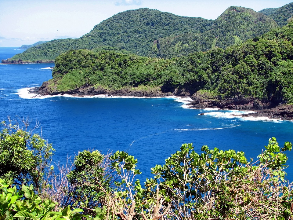 Tropics forest trees