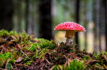 Closeup Photo Of Red And White Mushroom photo